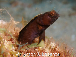 a sailfin blenny at the forest dive site in parguera area... by Victor J. Lasanta 